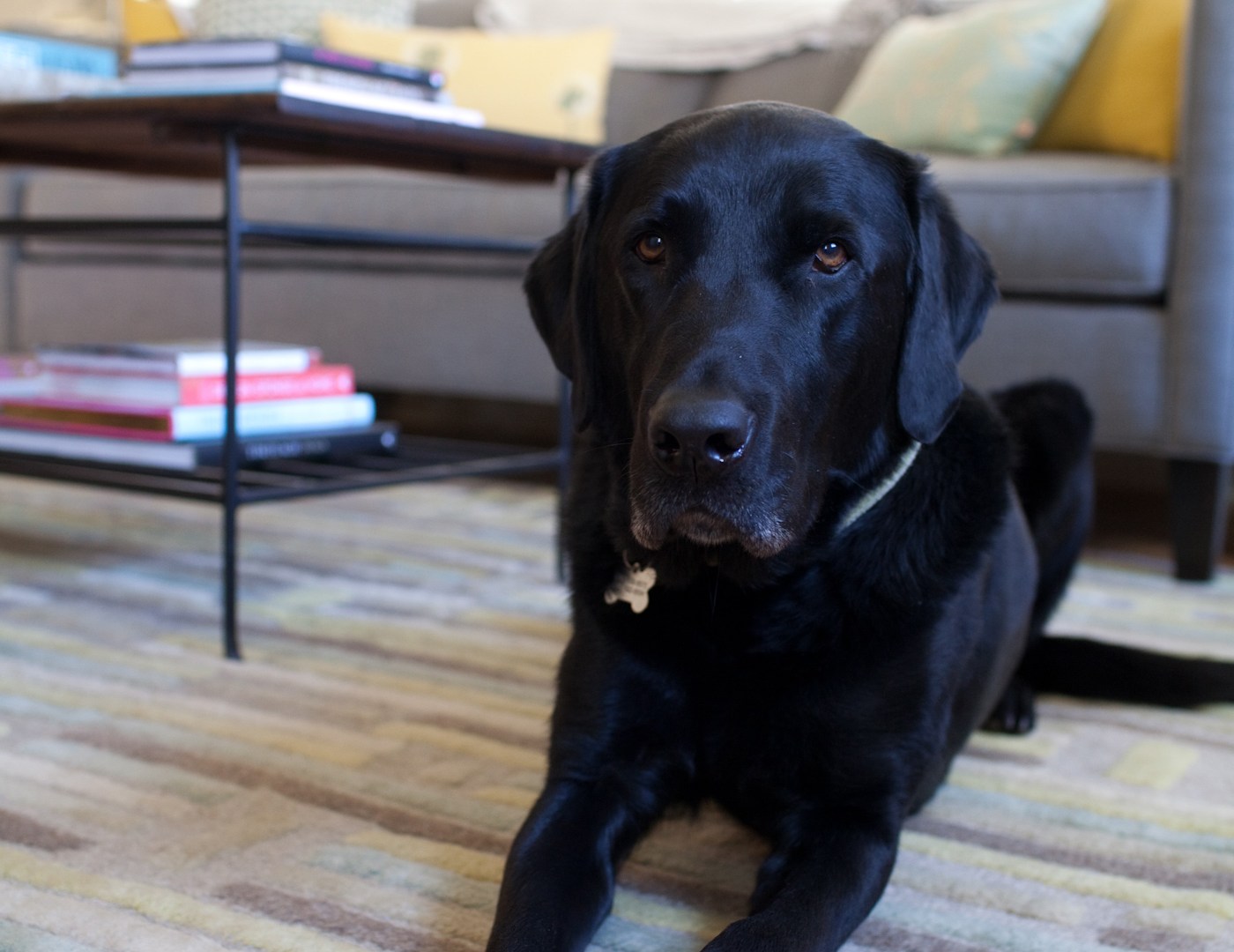 Orvis and the new couch