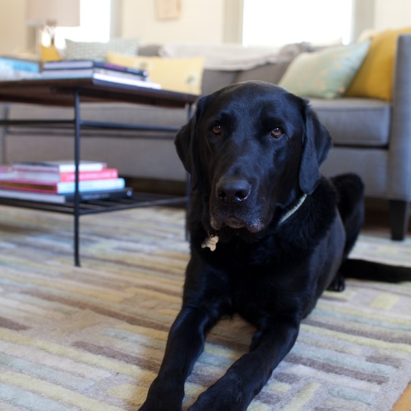 Orvis and the new couch