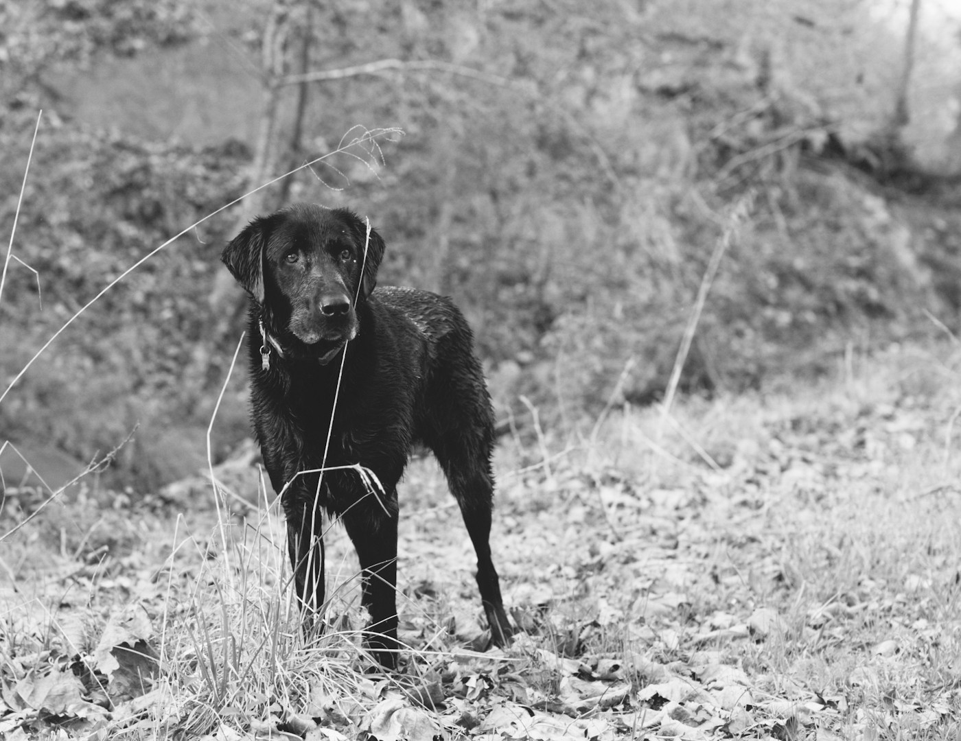 Orvis the lab