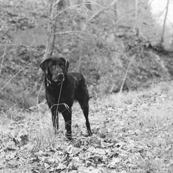 Orvis the lab