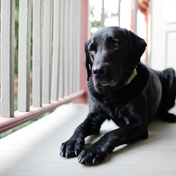 Dog Friendly Porches
