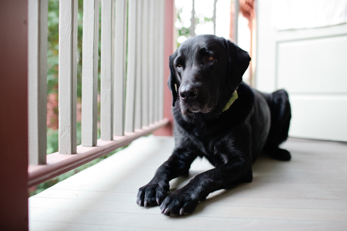 Dog Friendly Porches