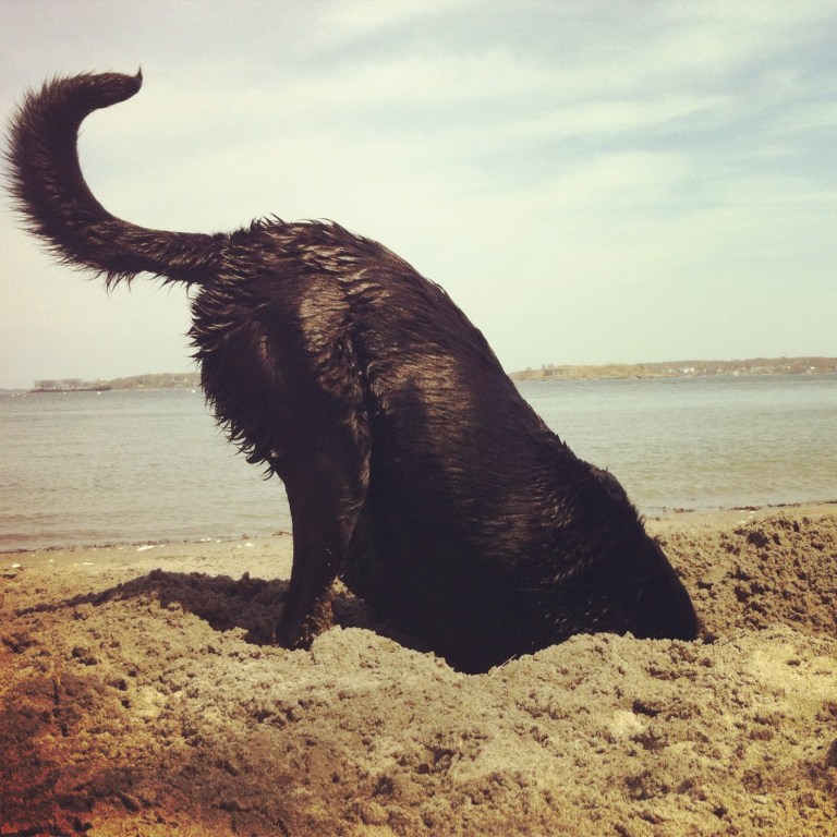 Digging
