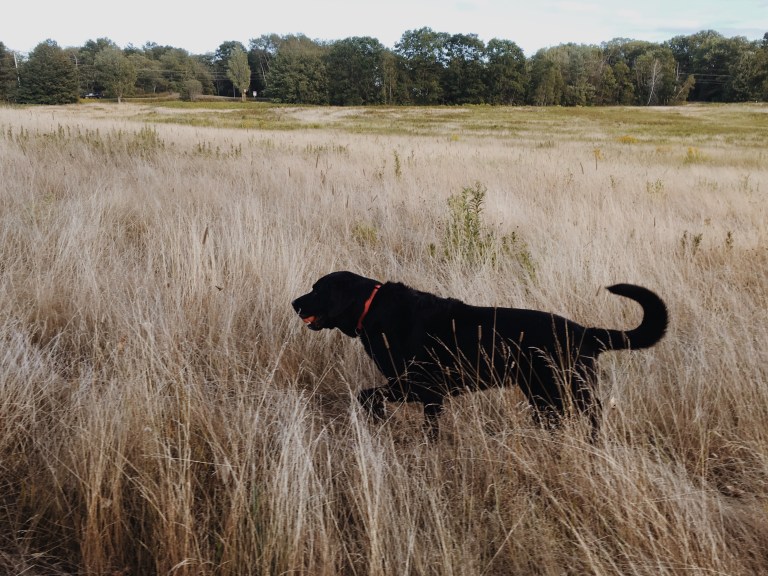 Field Dog